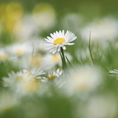 A.E. Housman - A Shropshire Lad 26: Along the field as we came by