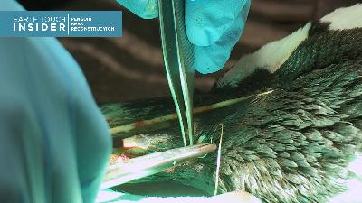 Prosthetic Beak Surgery for Endangered Penguin