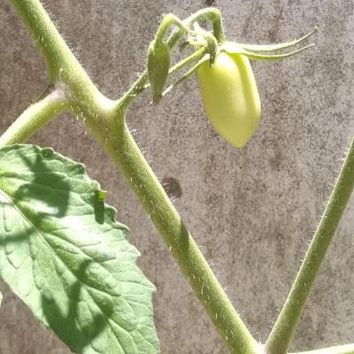 Técnicas básicas de producción agrícola Técnicas básicas de producción agrícola