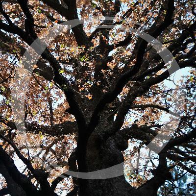 LRT23 Über einsame Eremiten in uralten Biotopbäumen LRT23 Über einsame Eremiten in uralten Biotopbäumen