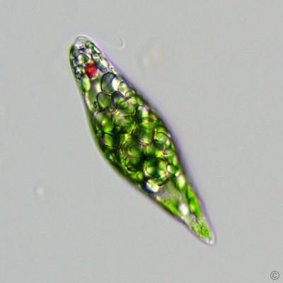 Low SA:V in large organisms