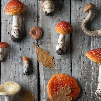 How mushrooms became big news in beauty and wellness – with Dr Catalina Fernandez de Ana