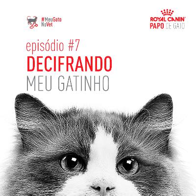 Decifrando meu gatinho