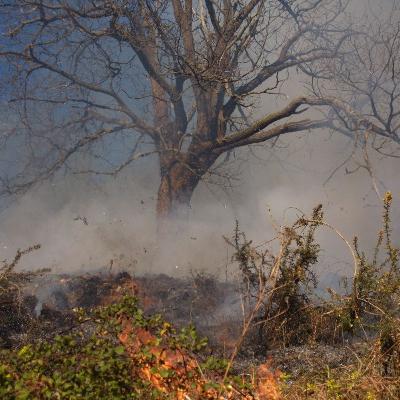 El bosque habitado - Ceremonia de la confusión: Stop Megaincendios España - 21/09/25