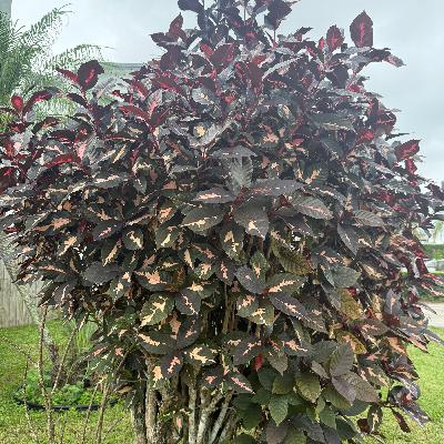 FELIZ DEPENDENCIA DE DIOS (E2005). FELIZ DEPENDENCIA DE DIOS (E2005).