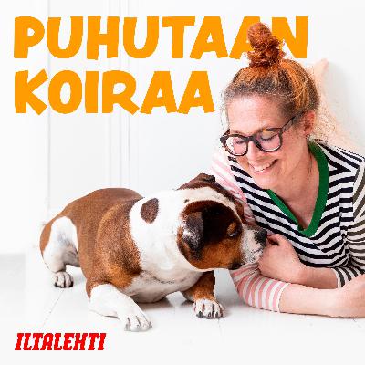 8. Remmirähjääjästä rauhalliseksi rekuksi 8. Remmirähjääjästä rauhalliseksi rekuksi