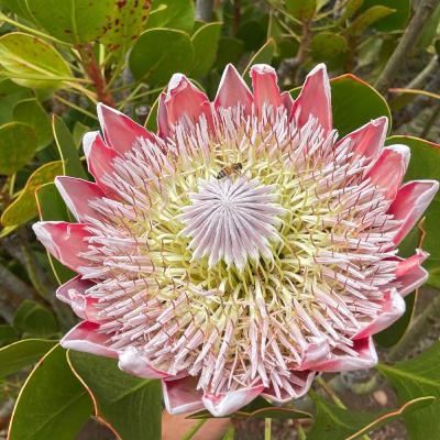 פרק 2 - הוואי רטט של שמחה