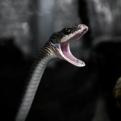 Ep. 22 - Medusa och Patriarkatet