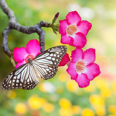 A short meditation. Butterfly A short meditation. Butterfly