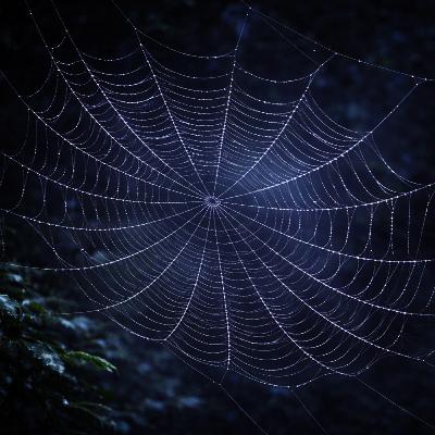 The Spider’s Web (Part 3/5) | Why Are Our Supports Fragile? The Spider’s Web (Part 3/5) | Why Are Our Supports Fragile?