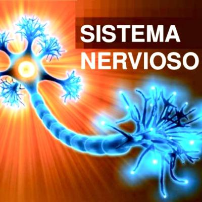 Sistema Nervioso