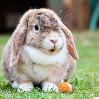 La minute des CM - #3 Le lapin