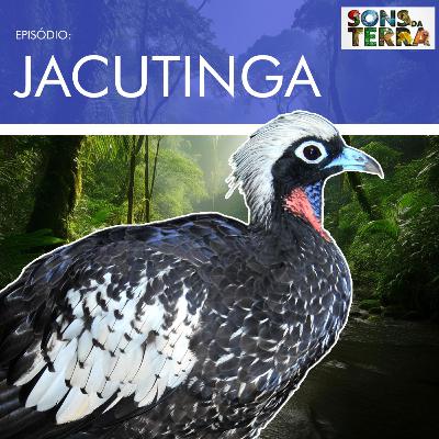 Jacutinga e as mudanças climáticas