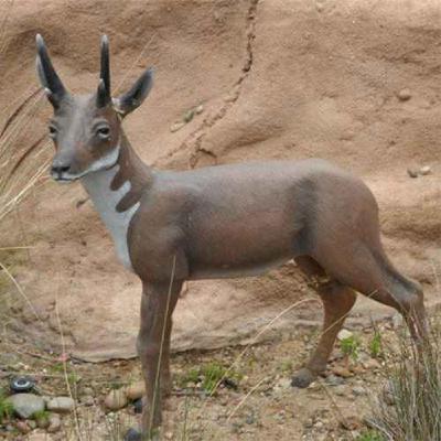 Capromeryx, the Dwarf Pronghorn