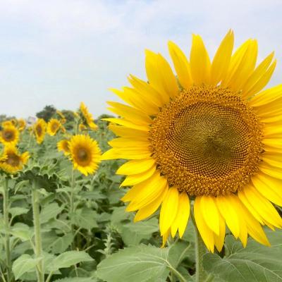 42. Mirai Nikki - das Zukunftstagebuch und die Sprache der Liebd