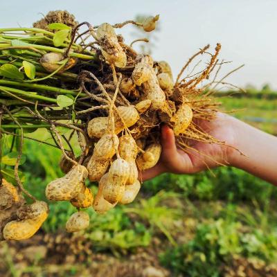 Episode 15 - The 100 Ton Peanut Heist Episode 15 - The 100 Ton Peanut Heist
