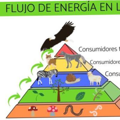 Flujo de materia y energía y ciclos biogeoquimicos.