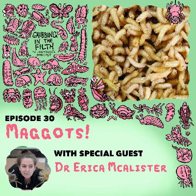 Maggots with Dr Erica McAlister