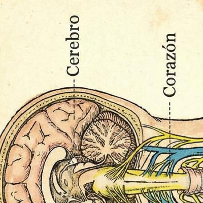 El nervio vago: la clave para recuperar la calma y el bienestar - Elena Born El nervio vago: la clave para recuperar la calma y el bienestar - Elena Born