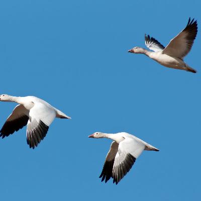 Podcast Beginner Deneme1