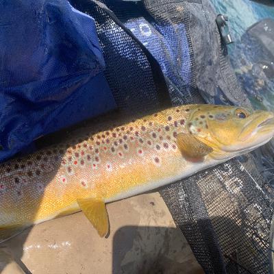 Linton Lake: Rare trout, giant waterfalls and old-growth forest highlight pool in Three Sisters Linton Lake: Rare trout, giant waterfalls and old-growth forest highlight pool in Three Sisters