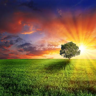 Nature writing -  Natur als Sprachlandschaft