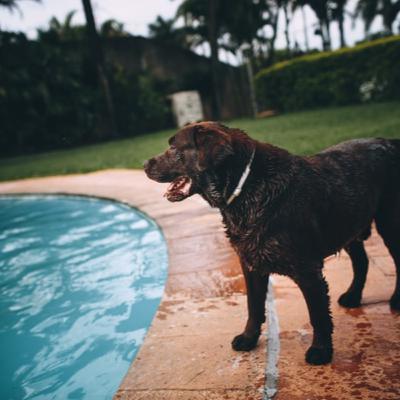 Is chlorine bad for Dogs?
