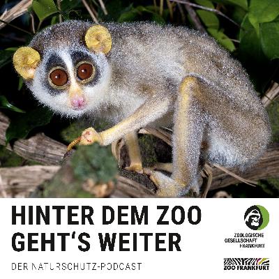 Kennt ja kein Schwein: Schlankloris
