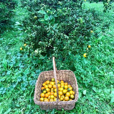 Coltiva il tuo giardino felice. Con Laura Bianchi
