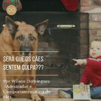 Cães sentem culpa? Cães sentem culpa?