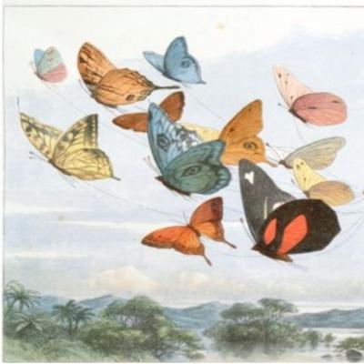 The Pollard Collection of Children’s Books: Roundtable Discussion The Pollard Collection of Children’s Books: Roundtable Discussion