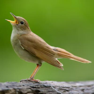 Vogelzang, waarom en waarvoor