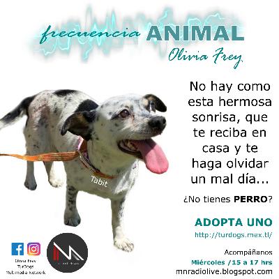 FRECUENCIA ANIMAL 5 CON OLIVIA FREY , TIPS PARA ADOPCIONES RESPONSABLES