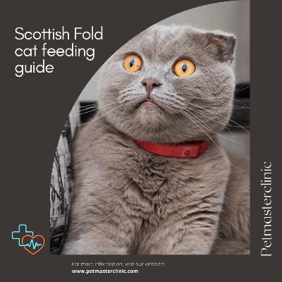 Scottish Fold cat feeding guide