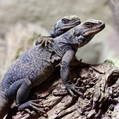 Episode 21 - Cohabitation Episode 21 - Cohabitation