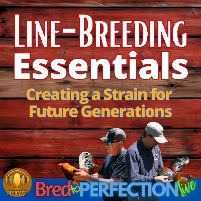 Ep261 - Line-Breeding Essentials: Creating, Maintaining, and Improving Your Strain for Future Generations