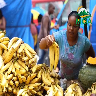 Agricultural Ministry Leads By Strengthening Food Systems   Through National Dialogue