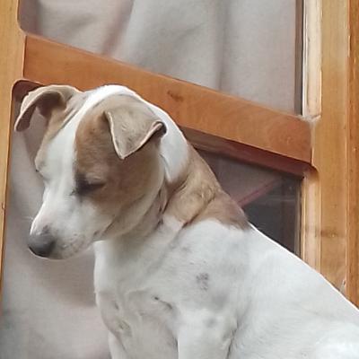 ADIETRAMIENTO CANINO DEPORTIVO DE XALAPA