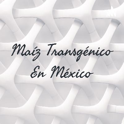 Maíz transgénico