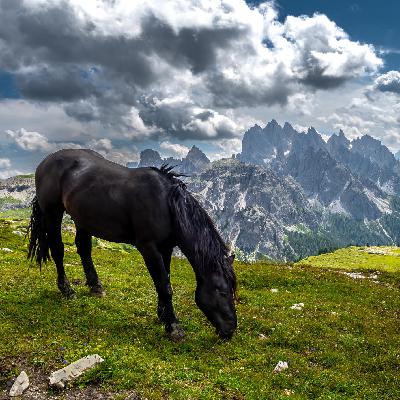 Wie man seine Verbindung zum Pferd ungemein stärkt? Wie man seine Verbindung zum Pferd ungemein stärkt?