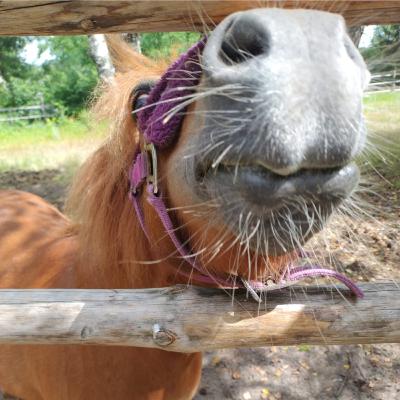 Zginanie szyi konia - ćwiczenie