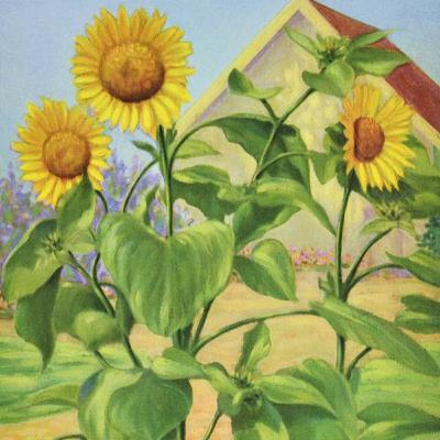 Sunflowers Look for More Light Sunflowers Look for More Light