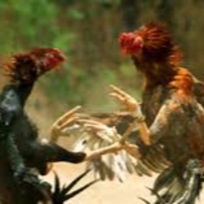 Los gallos de pelea - UPEBA