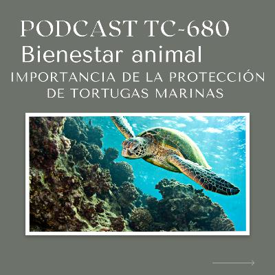 Episodio 41: Importancia de la protección de las tortugas marinas