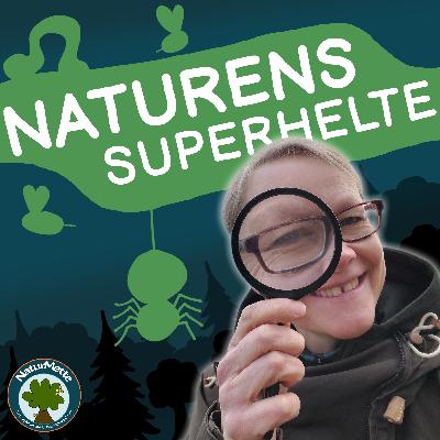 ØRREDEN - naturens egen tre-i-ener ØRREDEN - naturens egen tre-i-ener