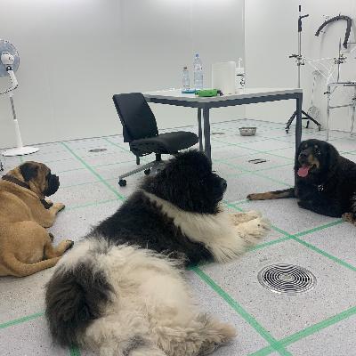 Wie Hunde unser Raumklima verändern Wie Hunde unser Raumklima verändern