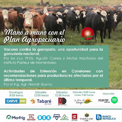 Vacuna contra la garrapata. Actividades de Extensión en Canelones.