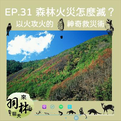 來羽林聊天 EP.31 森林火災怎麼滅？以火攻火的神奇救災術 ft. 潘孝隆 臺大地理所博士