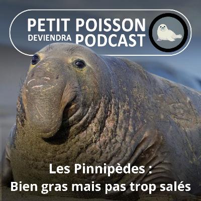 S05E28 Les Pinnipèdes : Bien gras, mais pas trop salés