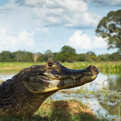 Wild Diaries - May Updates from Around the World